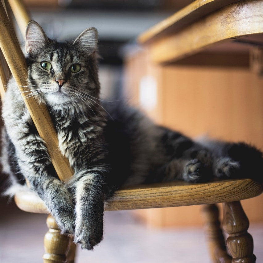 Clickertraining mit Katzen – die perfekte Auslastung für gelangweilte Stubentiger