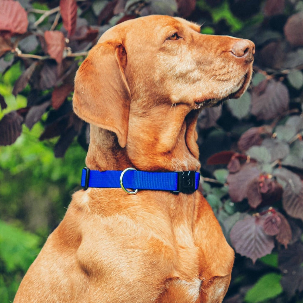 KOCH Classic Hundehalsband