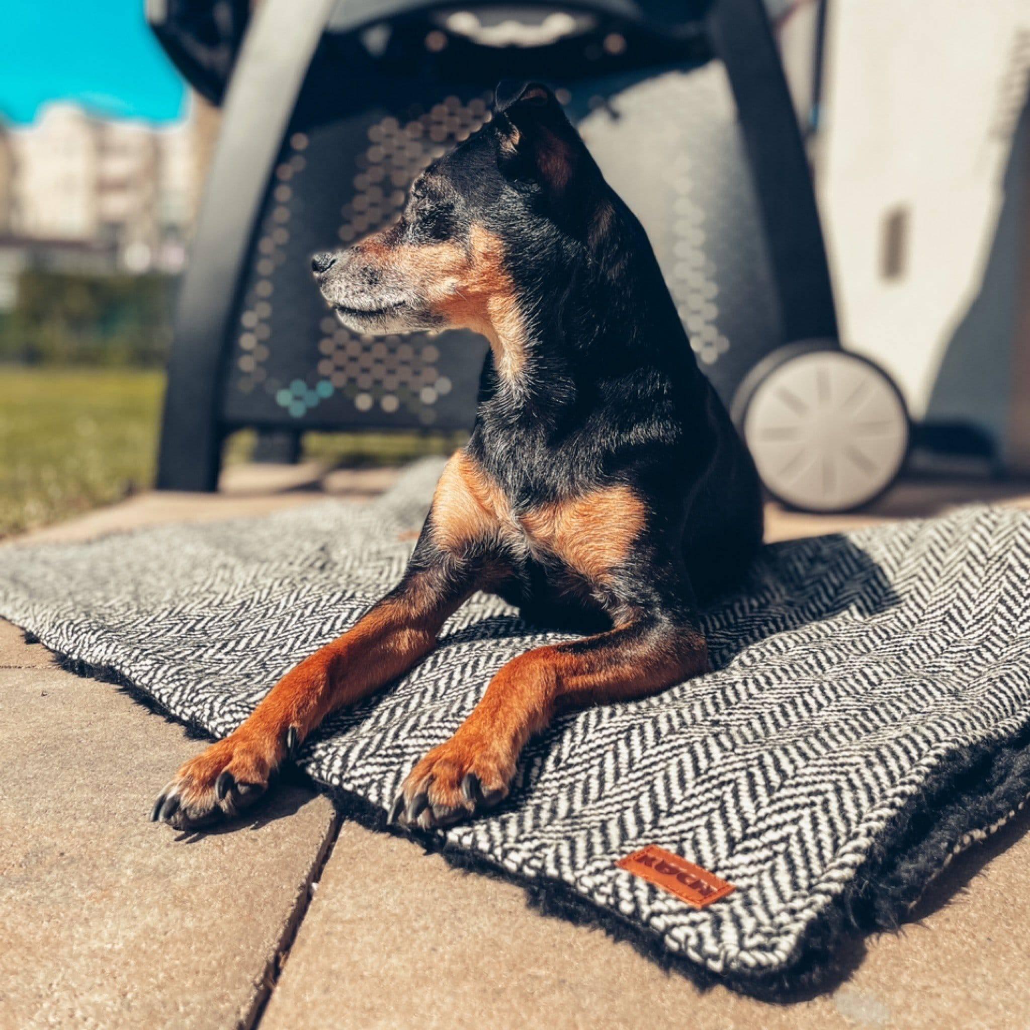 KOCH Hundedecke schwarz Fischgrät | Plüsch schwarz