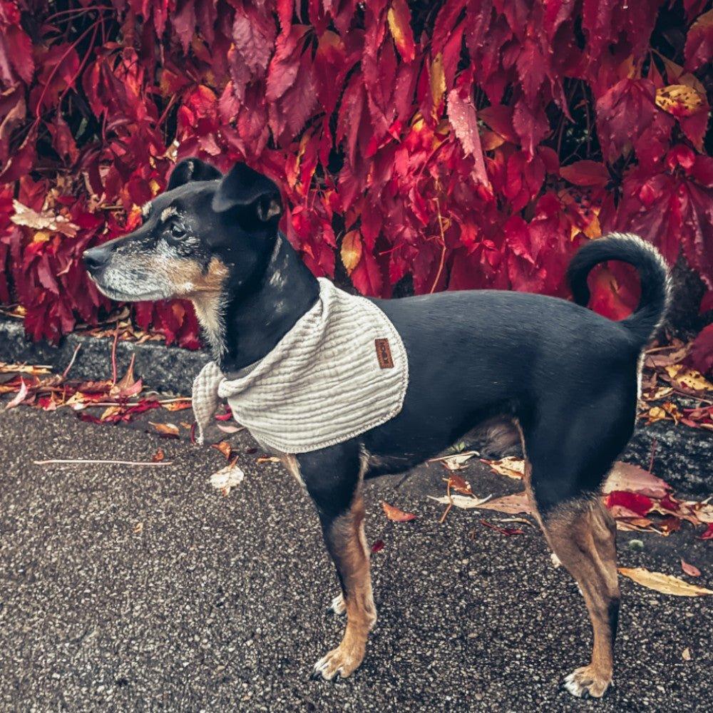 KOCH Hundehalstuch "Bella" mit Phillo