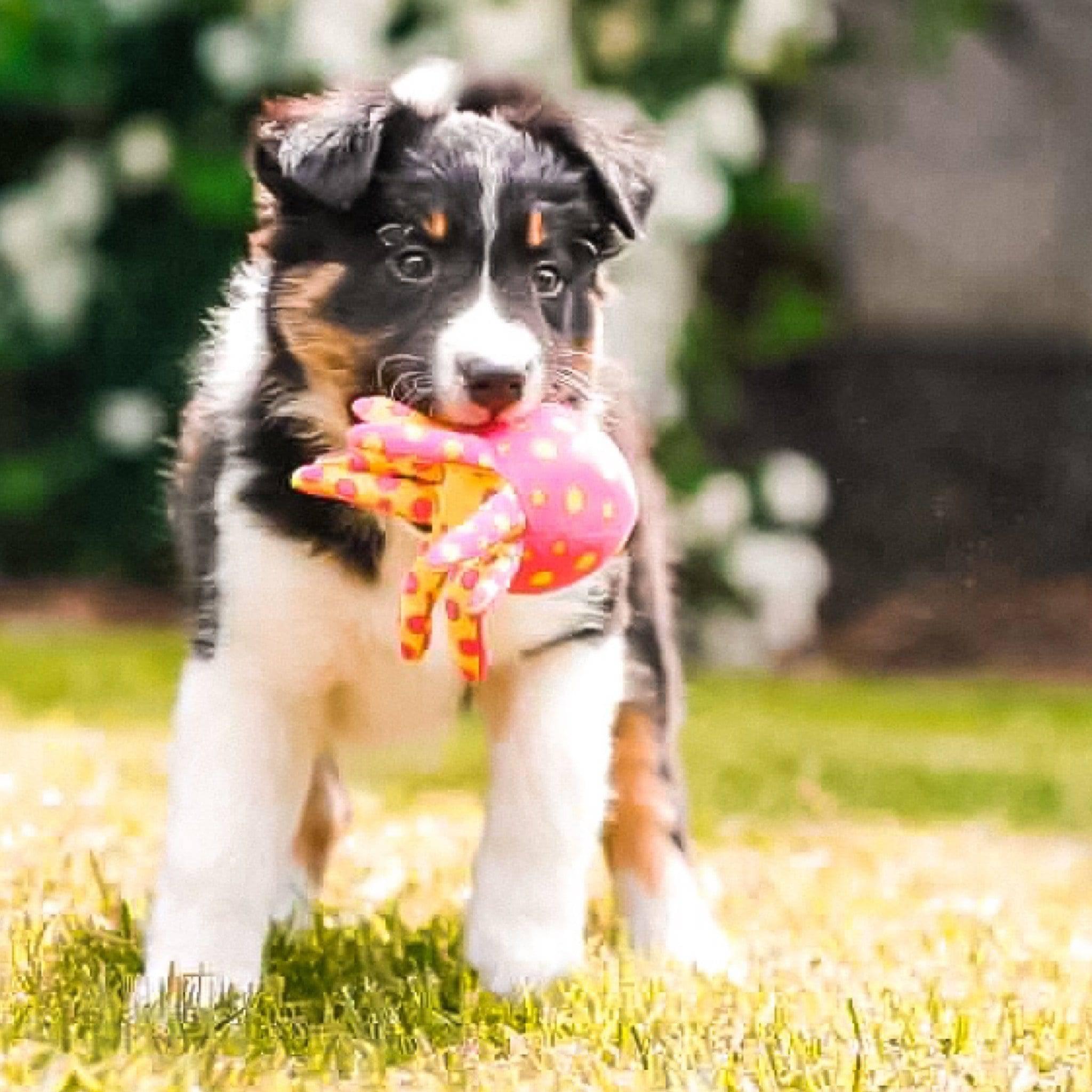 KOCH Nylon Wasserspielzeug mit einem Hund