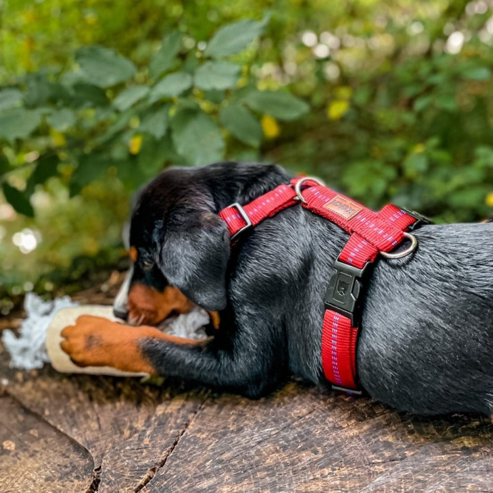 KOCH Premium Hundegeschirr gepolstert | Kennfäden