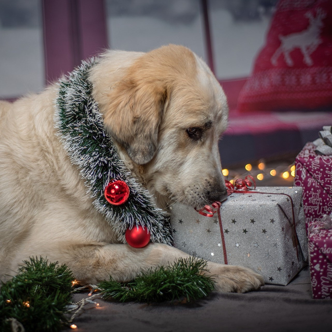 Ein Hunde mit einem Weihnachtsgeschenk